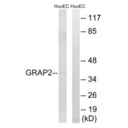 Western blot - GRAP2 Antibody from Signalway Antibody (34707) - Antibodies.com