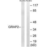 Western blot - GRAP2 Antibody from Signalway Antibody (34707) - Antibodies.com