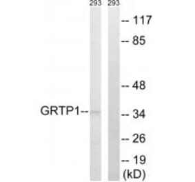 Western blot - GRTP1 Antibody from Signalway Antibody (34710) - Antibodies.com