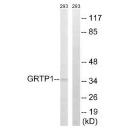 Western blot - GRTP1 Antibody from Signalway Antibody (34710) - Antibodies.com