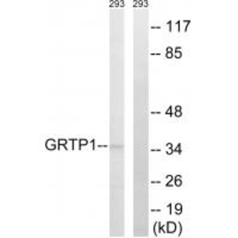 Western blot - GRTP1 Antibody from Signalway Antibody (34710) - Antibodies.com