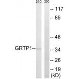 Western blot - GRTP1 Antibody from Signalway Antibody (34710) - Antibodies.com