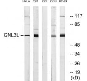 Western blot - GNL3L Antibody from Signalway Antibody (34732) - Antibodies.com