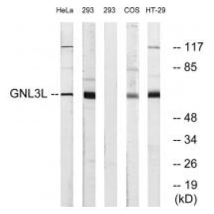 Western blot - GNL3L Antibody from Signalway Antibody (34732) - Antibodies.com