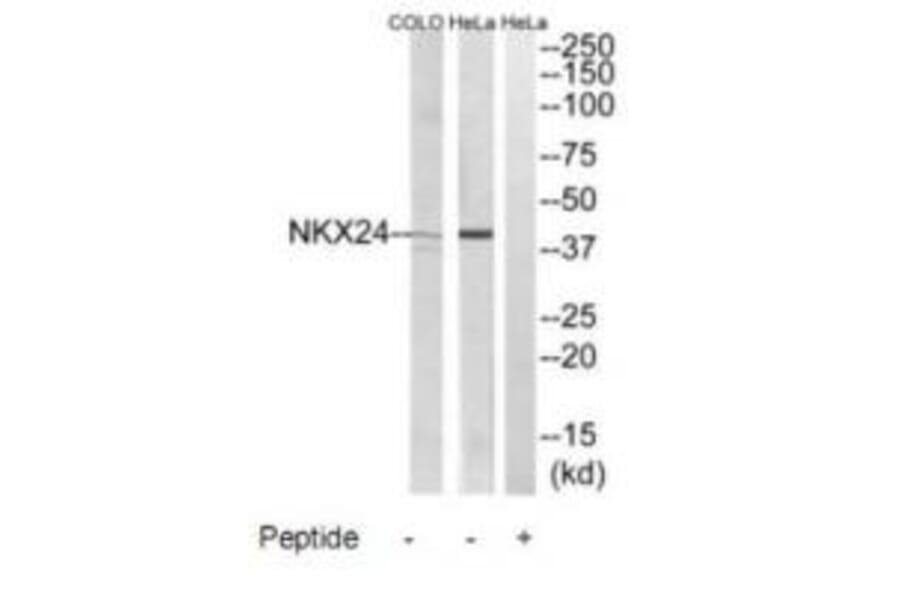 Western blot - NKX24 Antibody from Signalway Antibody (34745) - Antibodies.com
