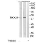 Western blot - NKX24 Antibody from Signalway Antibody (34745) - Antibodies.com