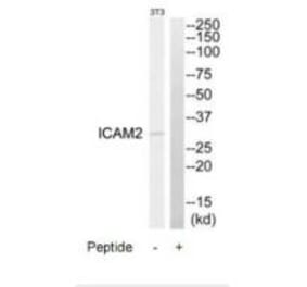 Western blot - ICAM2 Antibody from Signalway Antibody (34749) - Antibodies.com