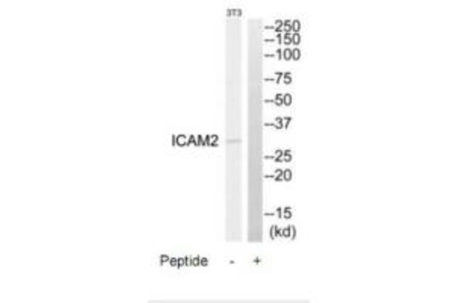 Western blot - ICAM2 Antibody from Signalway Antibody (34749) - Antibodies.com