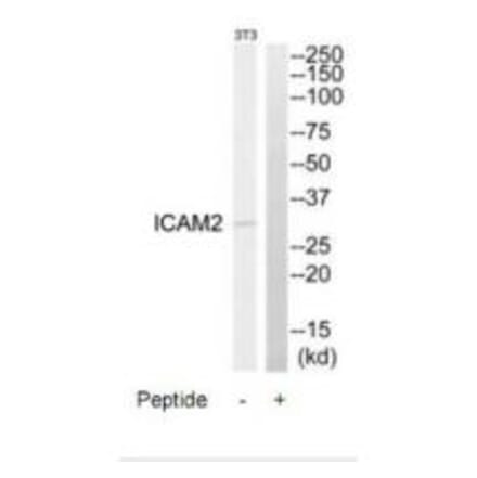 Western blot - ICAM2 Antibody from Signalway Antibody (34749) - Antibodies.com
