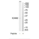 Western blot - ICAM2 Antibody from Signalway Antibody (34749) - Antibodies.com