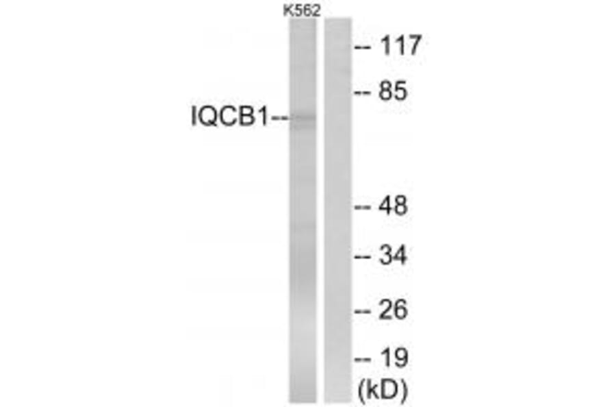 Western blot - IQCB1 Antibody from Signalway Antibody (34750) - Antibodies.com