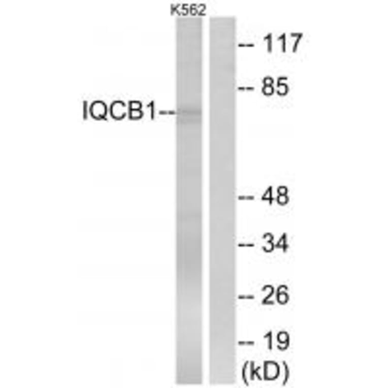 Western blot - IQCB1 Antibody from Signalway Antibody (34750) - Antibodies.com