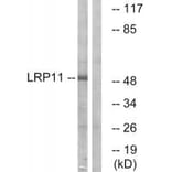 Western blot - LRP11 Antibody from Signalway Antibody (34767) - Antibodies.com