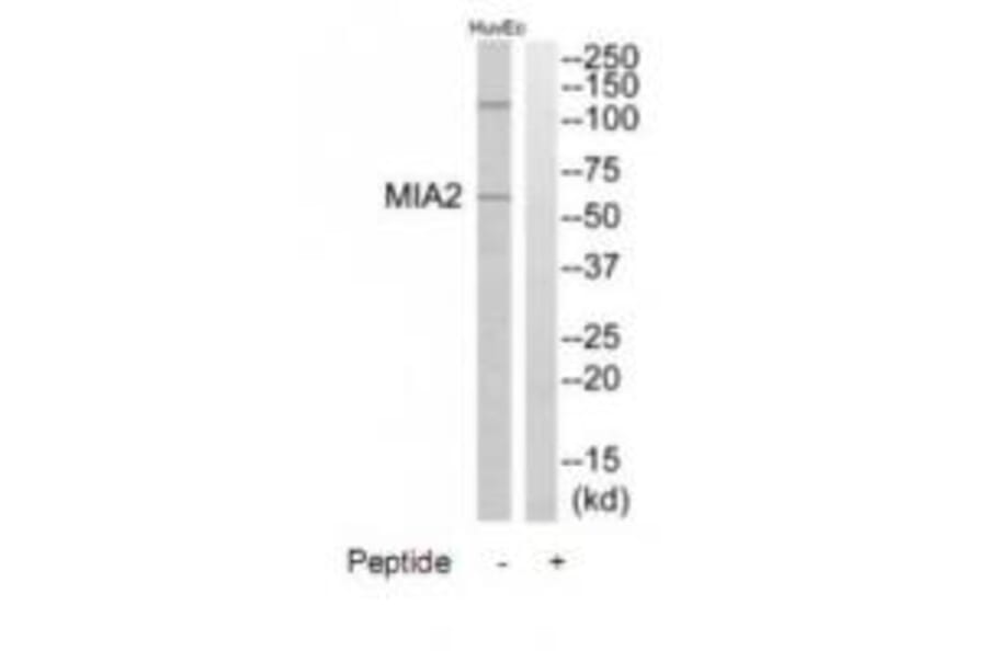 Western blot - MIA2 Antibody from Signalway Antibody (34780) - Antibodies.com