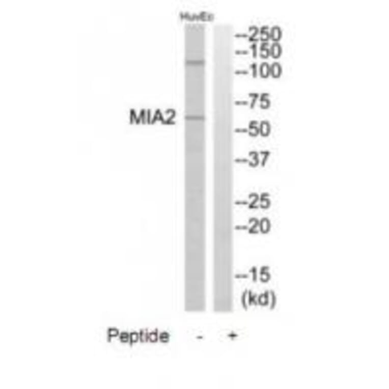 Western blot - MIA2 Antibody from Signalway Antibody (34780) - Antibodies.com