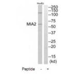 Western blot - MIA2 Antibody from Signalway Antibody (34780) - Antibodies.com