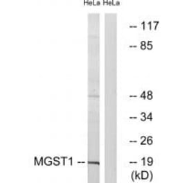 Western blot - MGST1 Antibody from Signalway Antibody (34786) - Antibodies.com