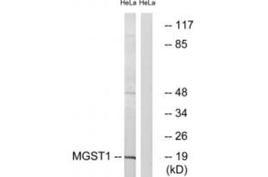 Western blot - MGST1 Antibody from Signalway Antibody (34786) - Antibodies.com