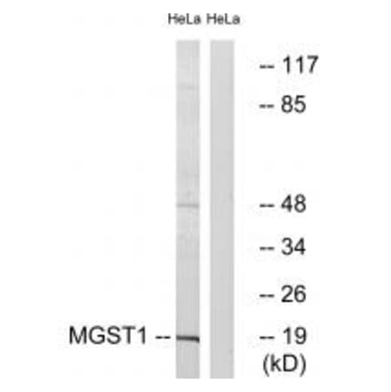 Western blot - MGST1 Antibody from Signalway Antibody (34786) - Antibodies.com