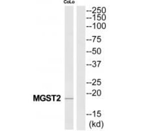 Western blot - MGST2 Antibody from Signalway Antibody (34787) - Antibodies.com