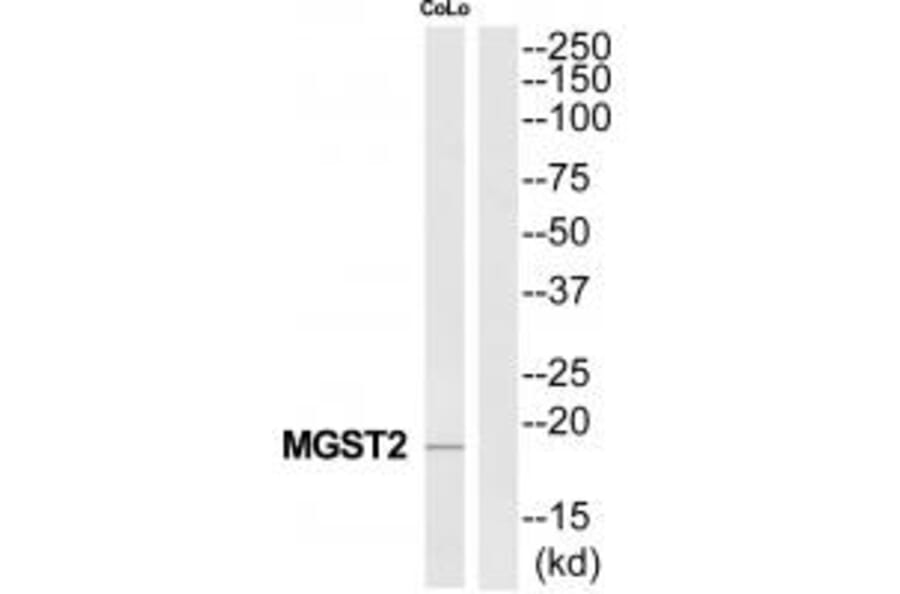 Western blot - MGST2 Antibody from Signalway Antibody (34787) - Antibodies.com