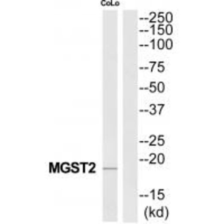 Western blot - MGST2 Antibody from Signalway Antibody (34787) - Antibodies.com