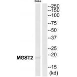 Western blot - MGST2 Antibody from Signalway Antibody (34787) - Antibodies.com