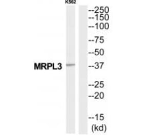 Western blot - MRPL3 Antibody from Signalway Antibody (34801) - Antibodies.com