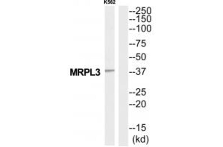 Western blot - MRPL3 Antibody from Signalway Antibody (34801) - Antibodies.com