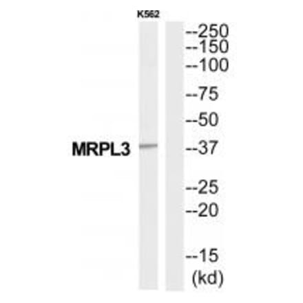 Western blot - MRPL3 Antibody from Signalway Antibody (34801) - Antibodies.com