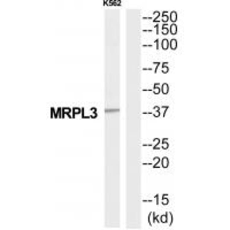 Western blot - MRPL3 Antibody from Signalway Antibody (34801) - Antibodies.com