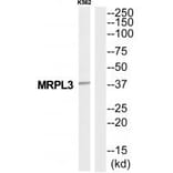 Western blot - MRPL3 Antibody from Signalway Antibody (34801) - Antibodies.com