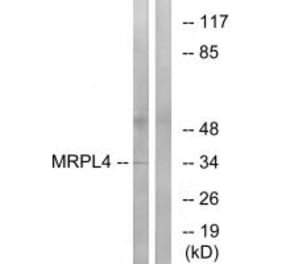 Western blot - MRPL4 Antibody from Signalway Antibody (34803) - Antibodies.com