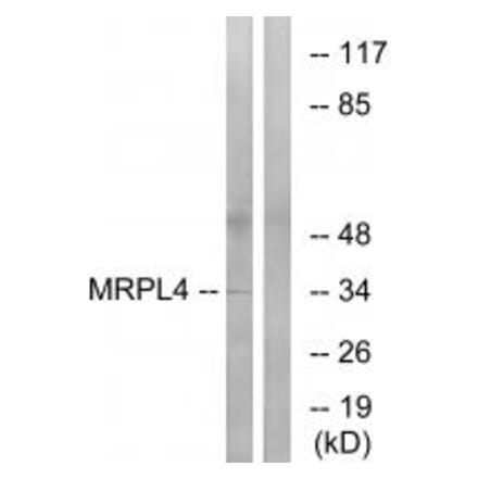 Western blot - MRPL4 Antibody from Signalway Antibody (34803) - Antibodies.com