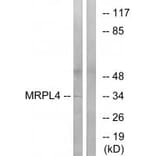 Western blot - MRPL4 Antibody from Signalway Antibody (34803) - Antibodies.com