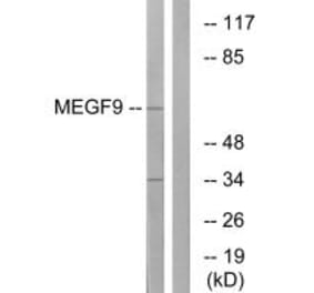 Western blot - MEGF9 Antibody from Signalway Antibody (34810) - Antibodies.com