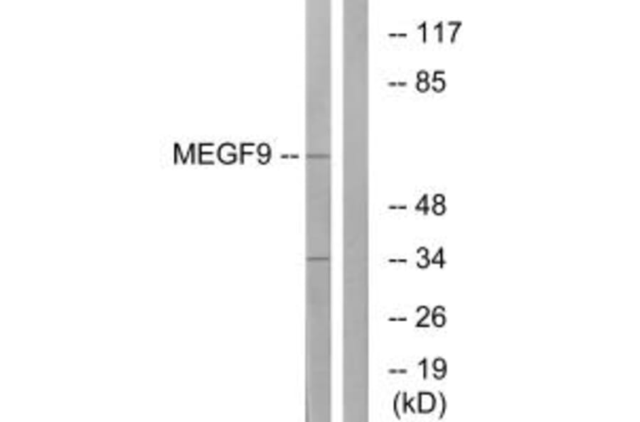 Western blot - MEGF9 Antibody from Signalway Antibody (34810) - Antibodies.com