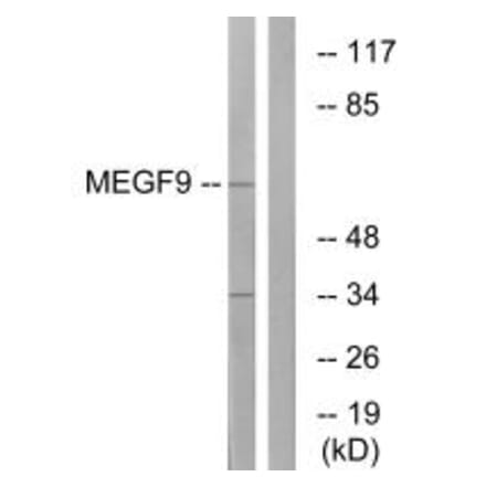 Western blot - MEGF9 Antibody from Signalway Antibody (34810) - Antibodies.com