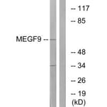 Western blot - MEGF9 Antibody from Signalway Antibody (34810) - Antibodies.com