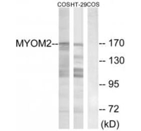 Western blot - MYOM2 Antibody from Signalway Antibody (34817) - Antibodies.com