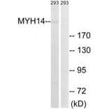 Western blot - MYH14 Antibody from Signalway Antibody (34819) - Antibodies.com