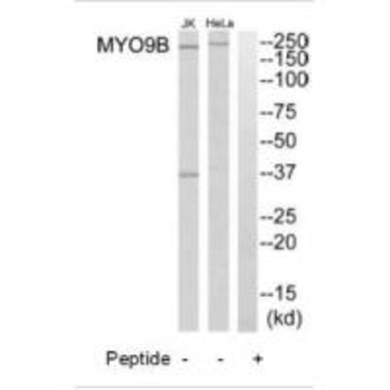 Western blot - MYO9B Antibody from Signalway Antibody (34823) - Antibodies.com