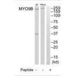 Western blot - MYO9B Antibody from Signalway Antibody (34823) - Antibodies.com