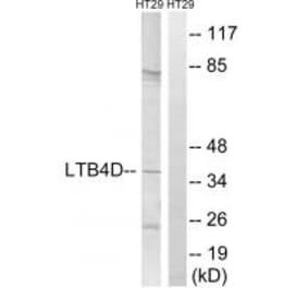 Western blot - PTGR1 Antibody from Signalway Antibody (34841) - Antibodies.com