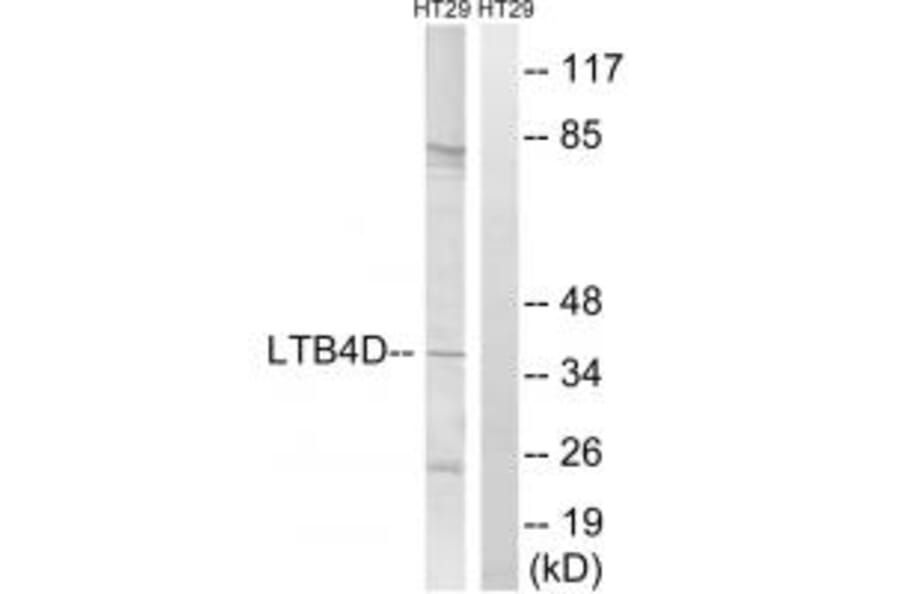 Western blot - PTGR1 Antibody from Signalway Antibody (34841) - Antibodies.com
