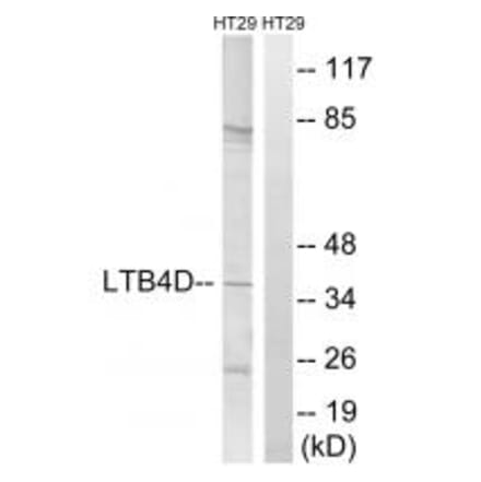 Western blot - PTGR1 Antibody from Signalway Antibody (34841) - Antibodies.com