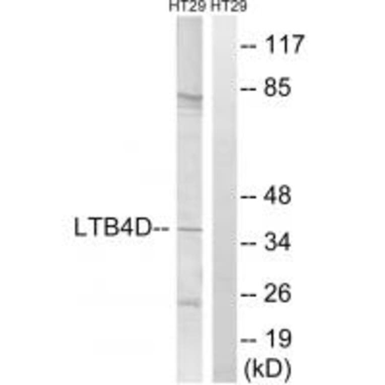 Western blot - PTGR1 Antibody from Signalway Antibody (34841) - Antibodies.com
