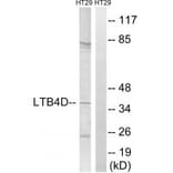 Western blot - PTGR1 Antibody from Signalway Antibody (34841) - Antibodies.com