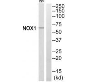 Western blot - NOX1 Antibody from Signalway Antibody (34844) - Antibodies.com