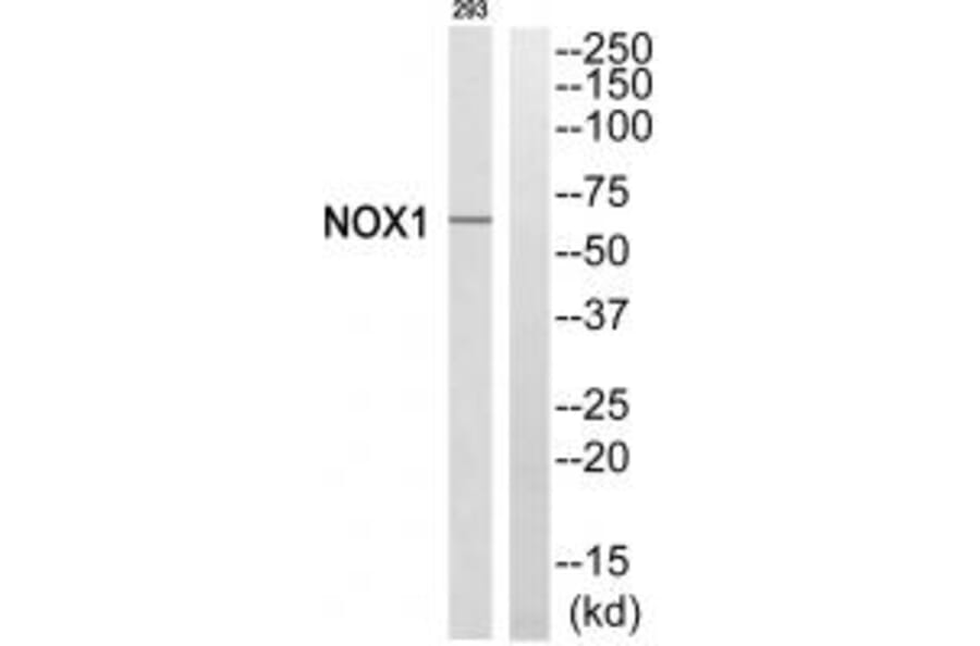 Western blot - NOX1 Antibody from Signalway Antibody (34844) - Antibodies.com